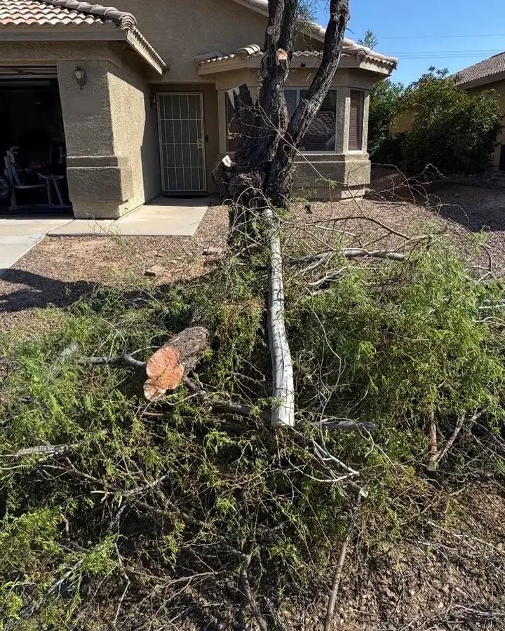 Front yard covered by a large pile of cut tree branches and a split trunk.